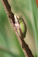 Image of Eastern Dwarf Tree Frog