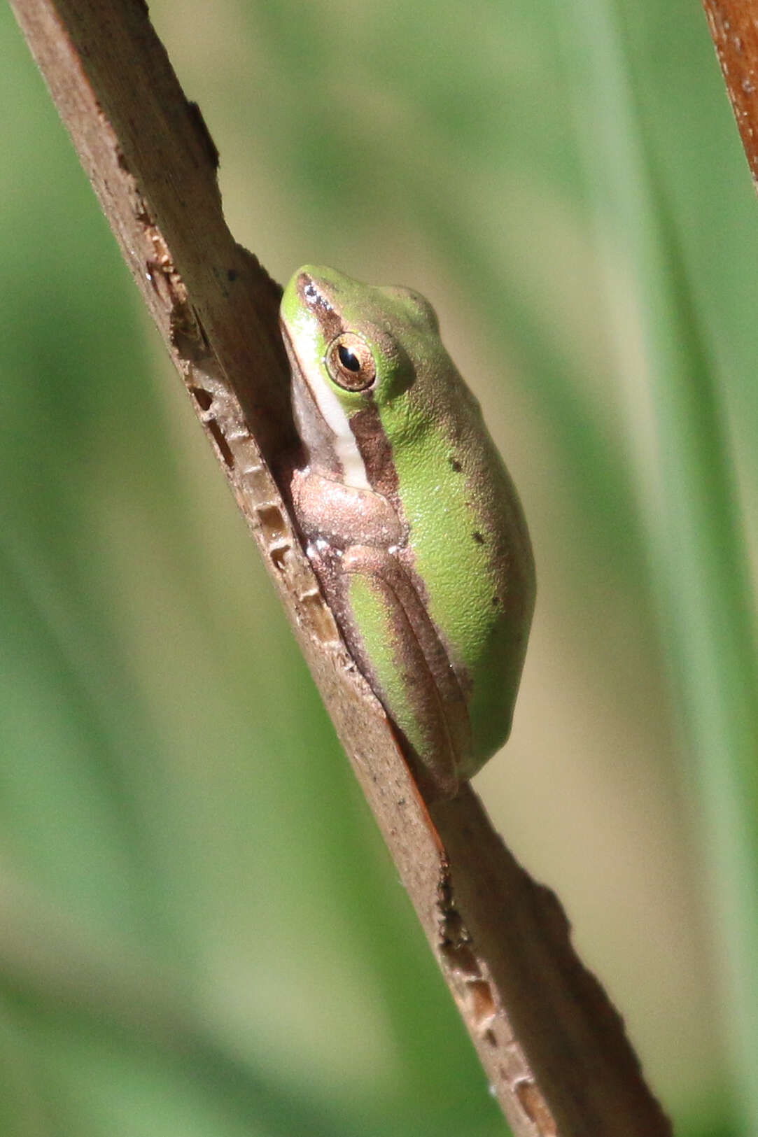 Imagem de Litoria fallax (Peters 1880)