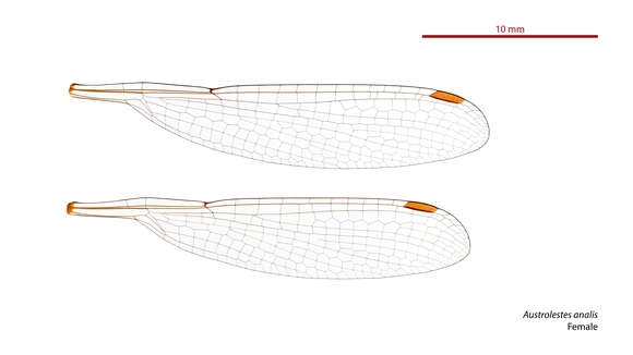 Image of Austrolestes analis (Rambur 1842)