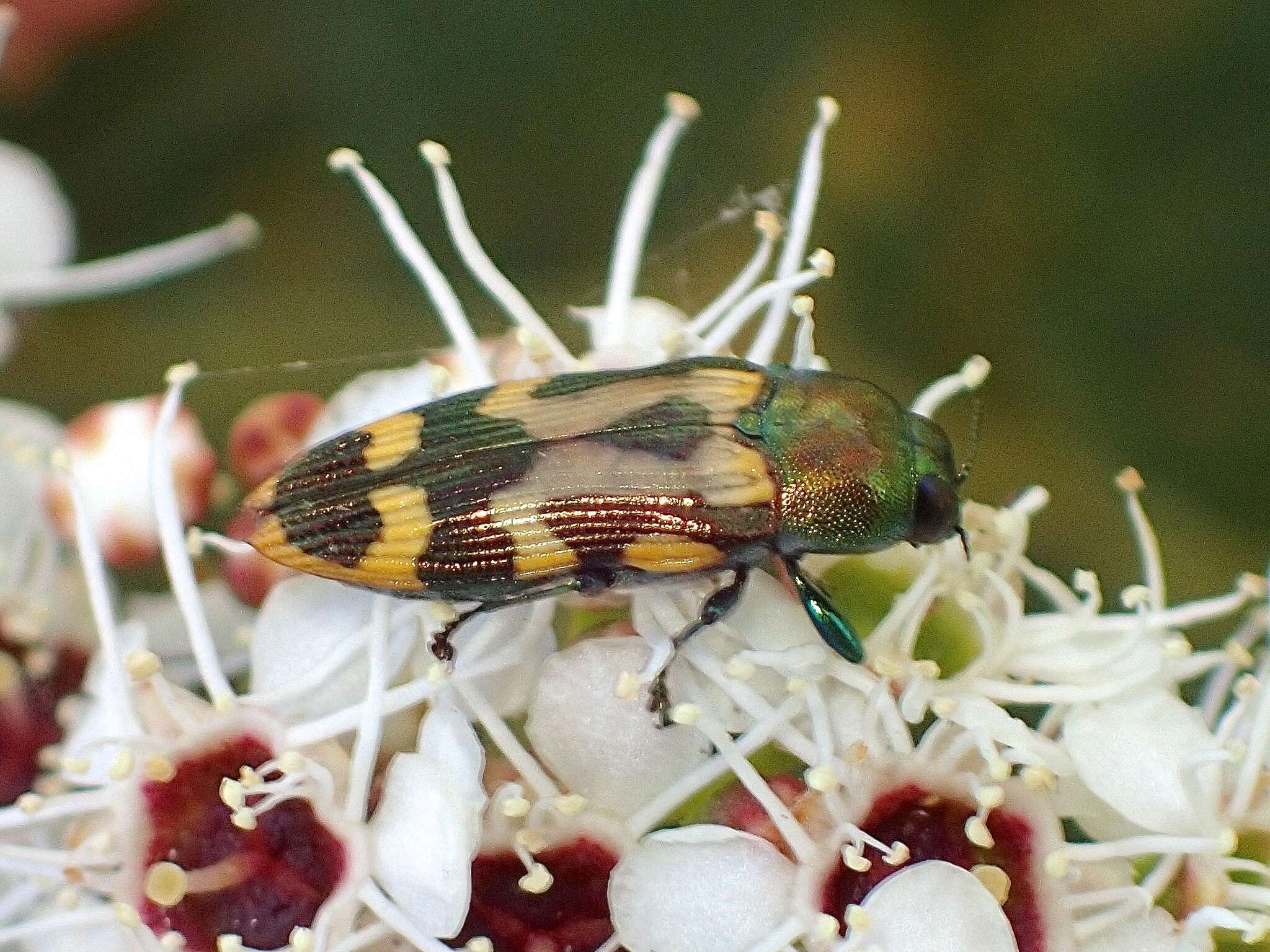 Sivun Castiarina flavopicta (Boisduval 1835) kuva