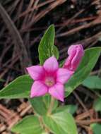 Imagem de Spigelia scabrella Benth.