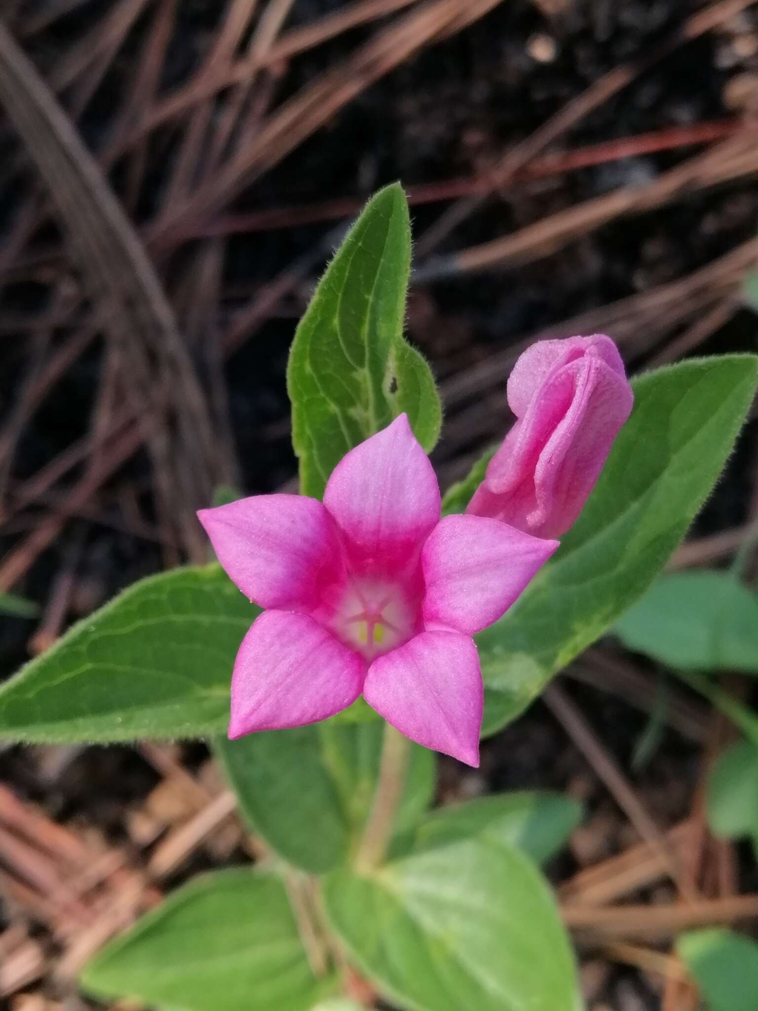 Imagem de Spigelia scabrella Benth.