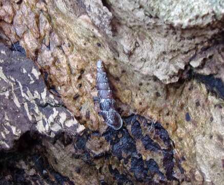 Image of two-toothed door snail