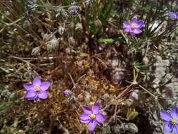 صورة Spergularia purpurea (Pers.) G. Don fil.