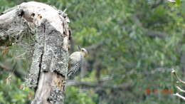 Image of Red-crowned Woodpecker