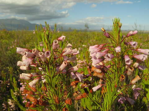 Imagem de Erica filamentosa Andr.