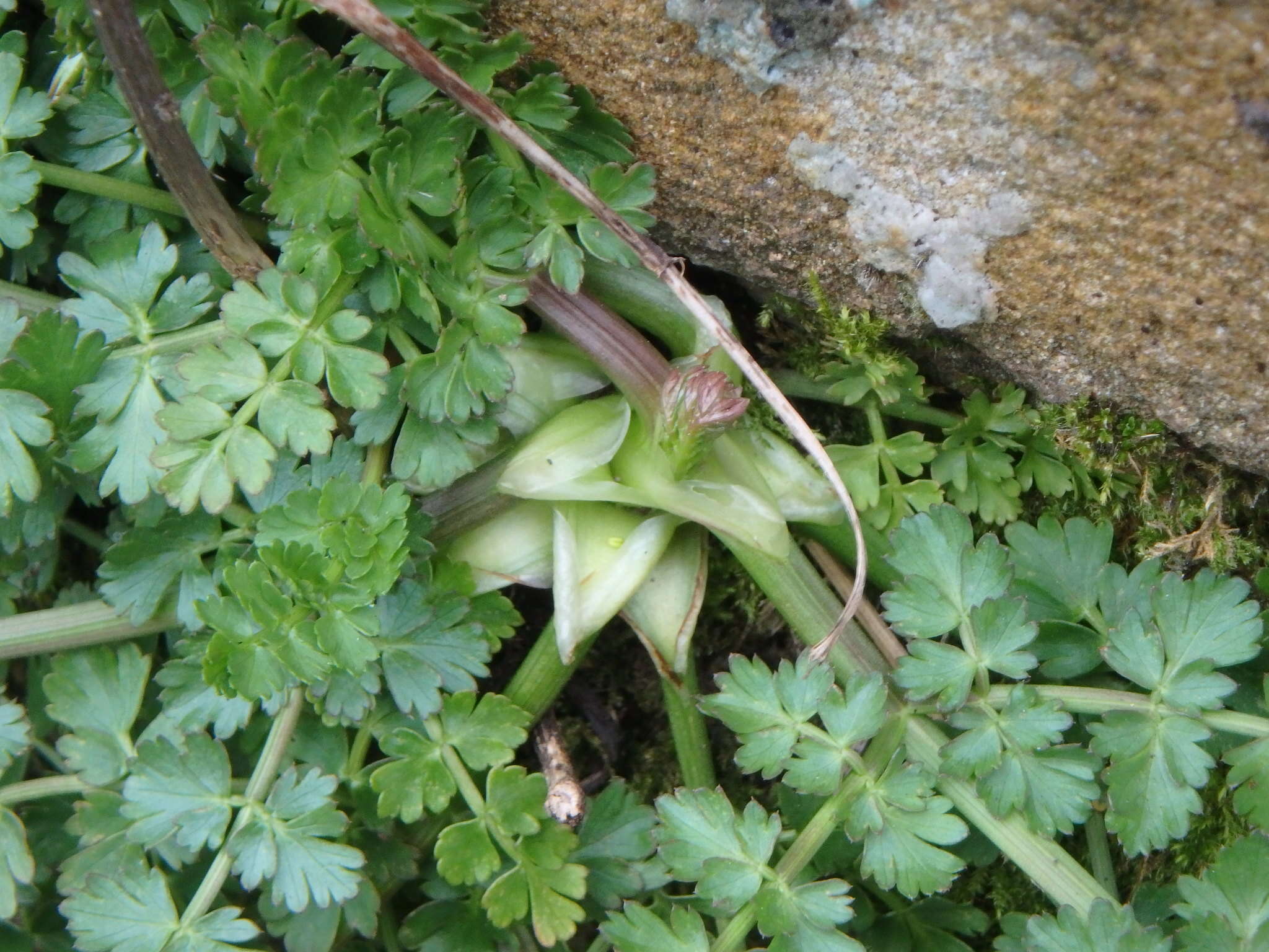 Imagem de Oenanthe pimpinelloides L.