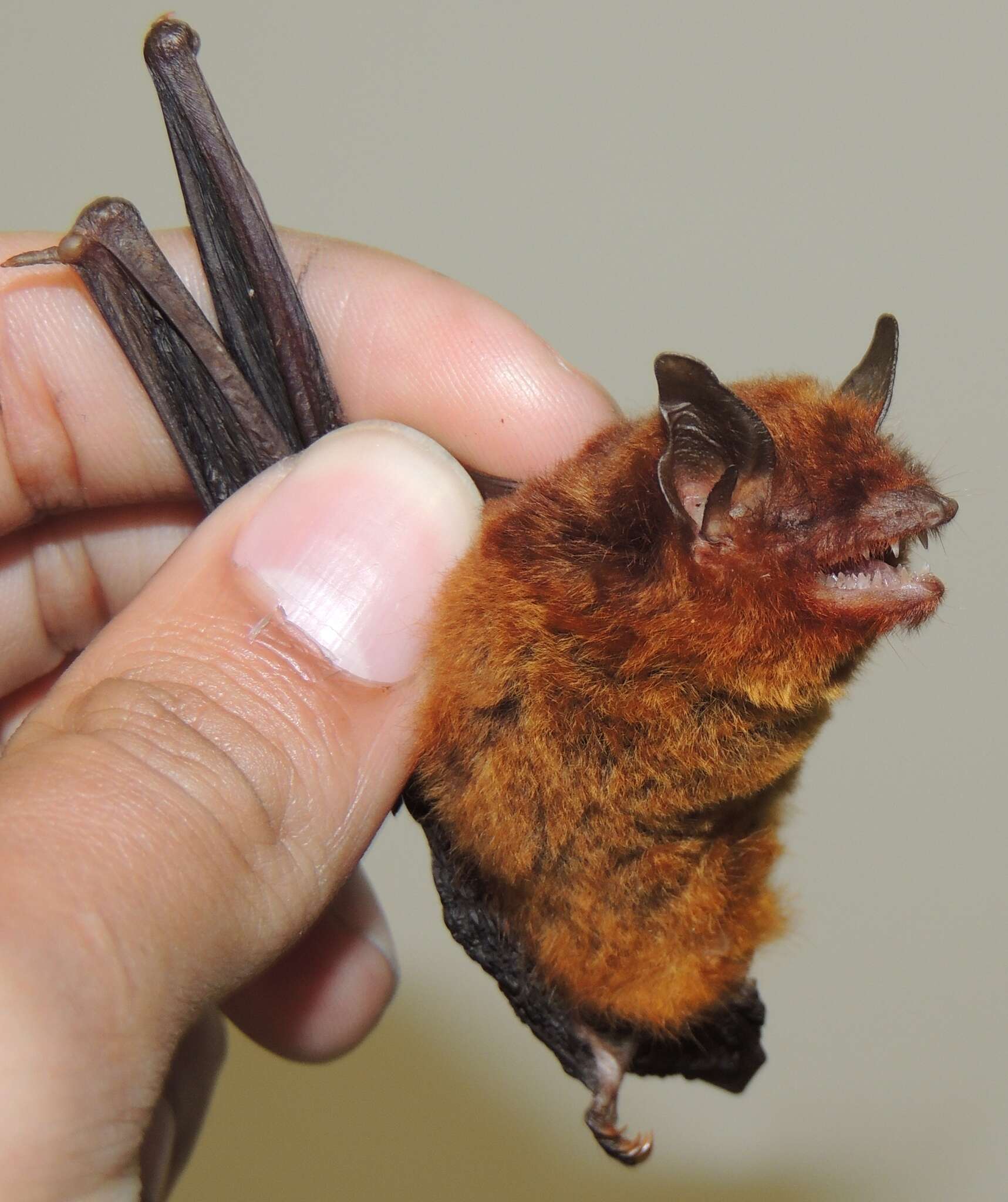 Image of Red Myotis