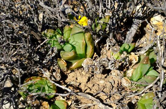 Image of Glottiphyllum suave N. E. Br.