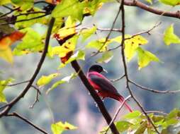 Image of Maroon Oriole