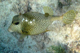 Image of Spotted Trunkfish