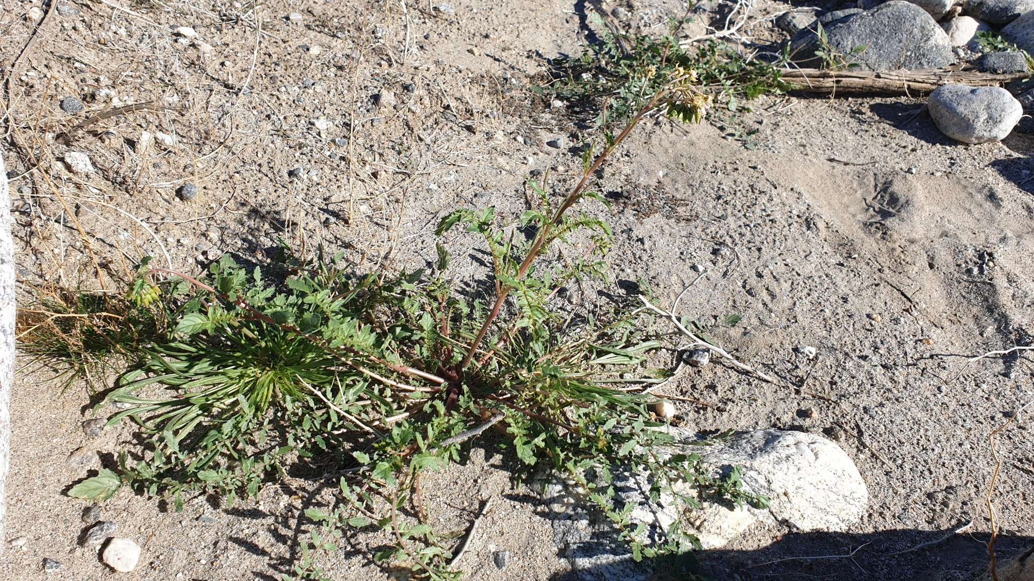 Chylismia claviformis subsp. aurantiaca (Munz) W. L. Wagner & Hoch resmi