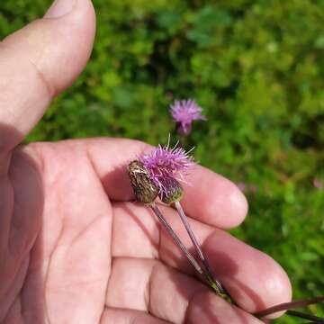 Image of Cirsium arvense var. integrifolium Wimmer & Grabowski