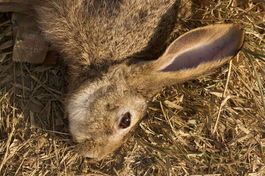 Imagem de Lepus nigricollis F. Cuvier 1823