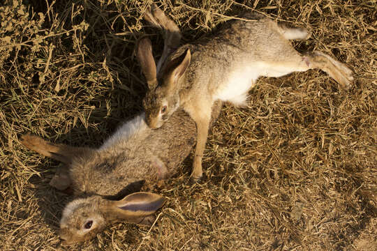 Imagem de Lepus nigricollis F. Cuvier 1823