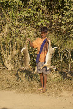 Lepus nigricollis F. Cuvier 1823 resmi