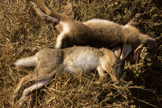 Imagem de Lepus nigricollis F. Cuvier 1823