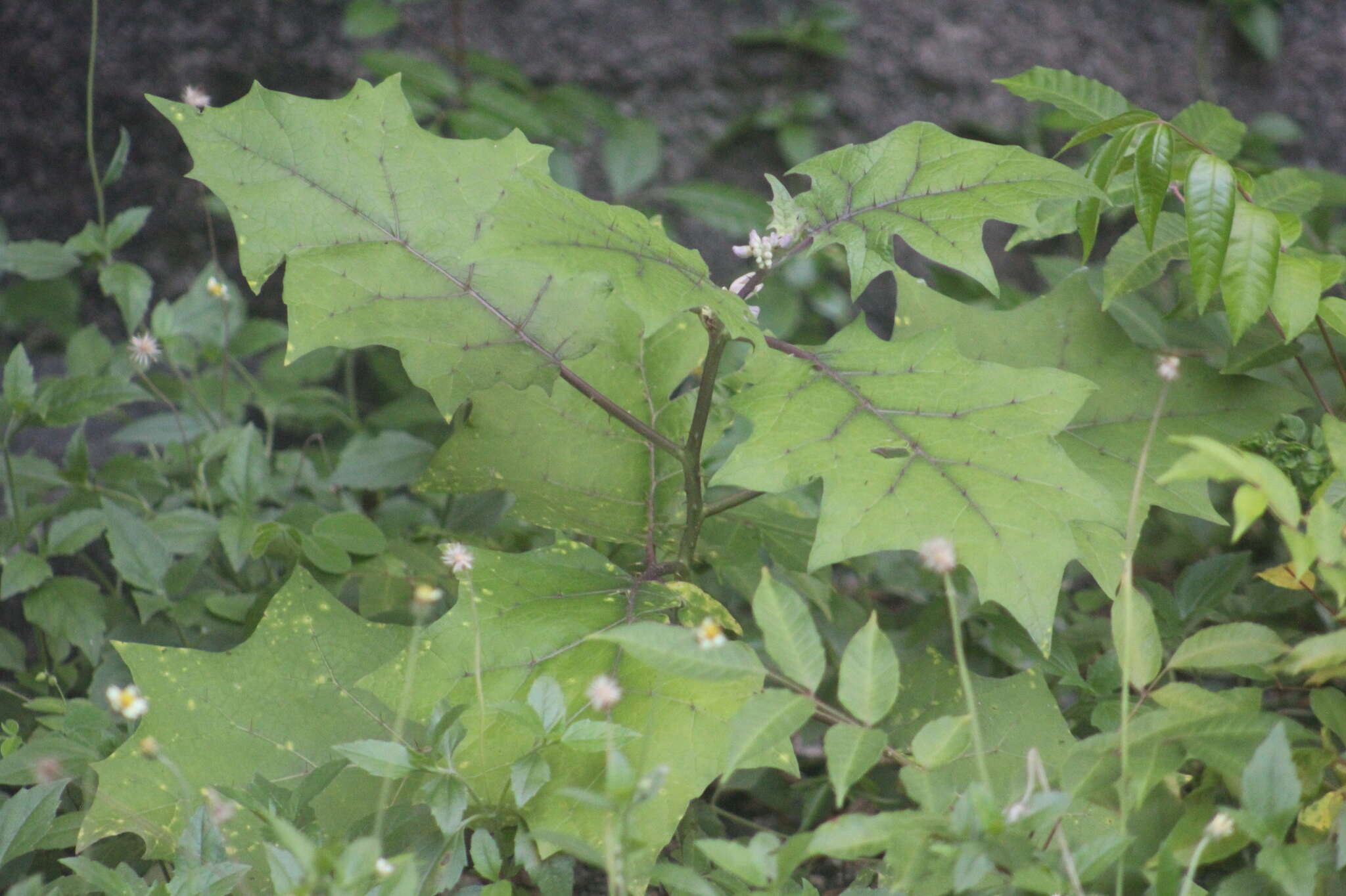 Image de Solanum stramonifolium Jacq.