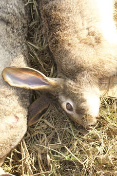 Imagem de Lepus nigricollis F. Cuvier 1823