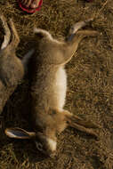 Image of Black-naped Hare