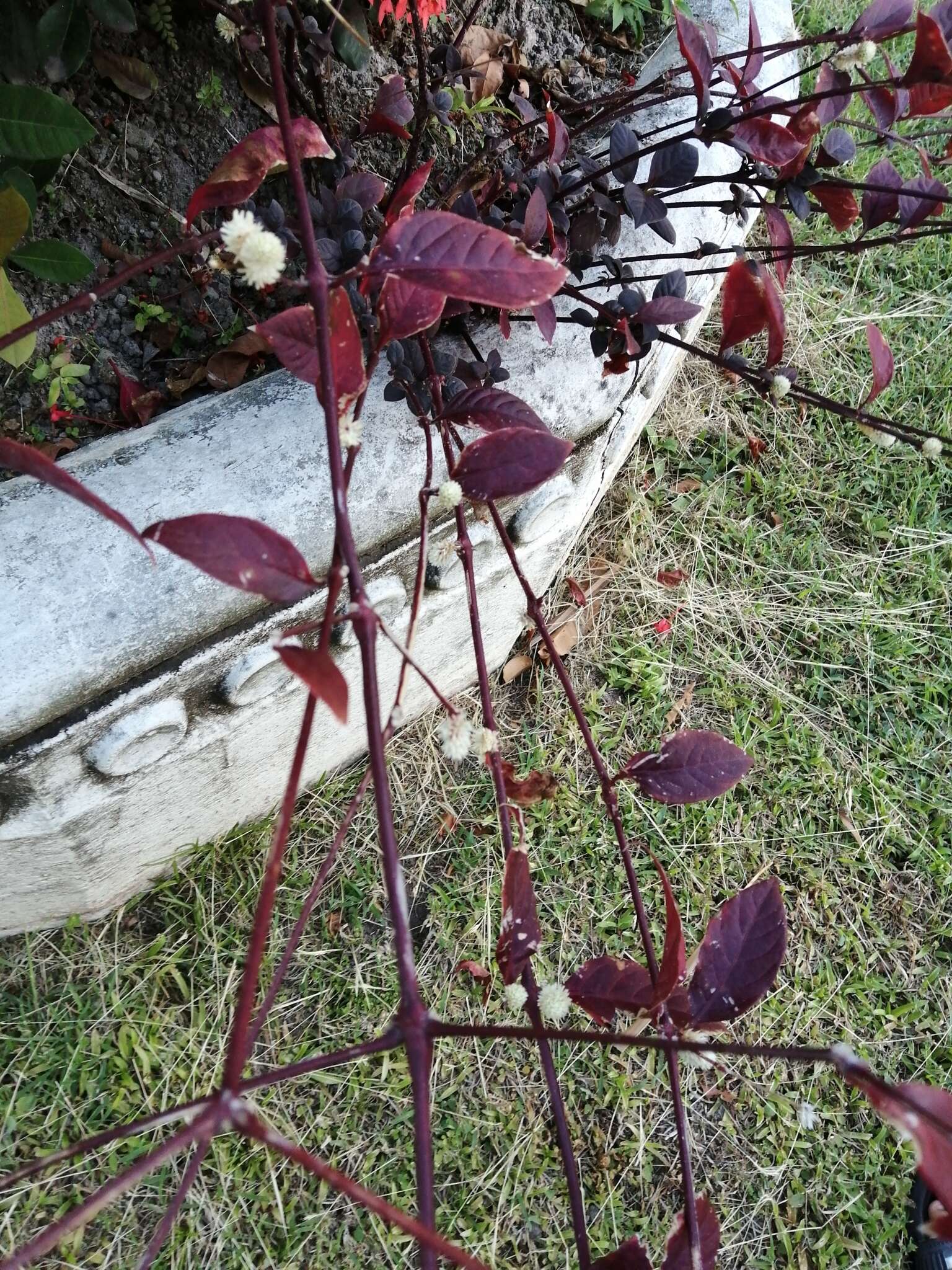 Image of Brazilian joyweed