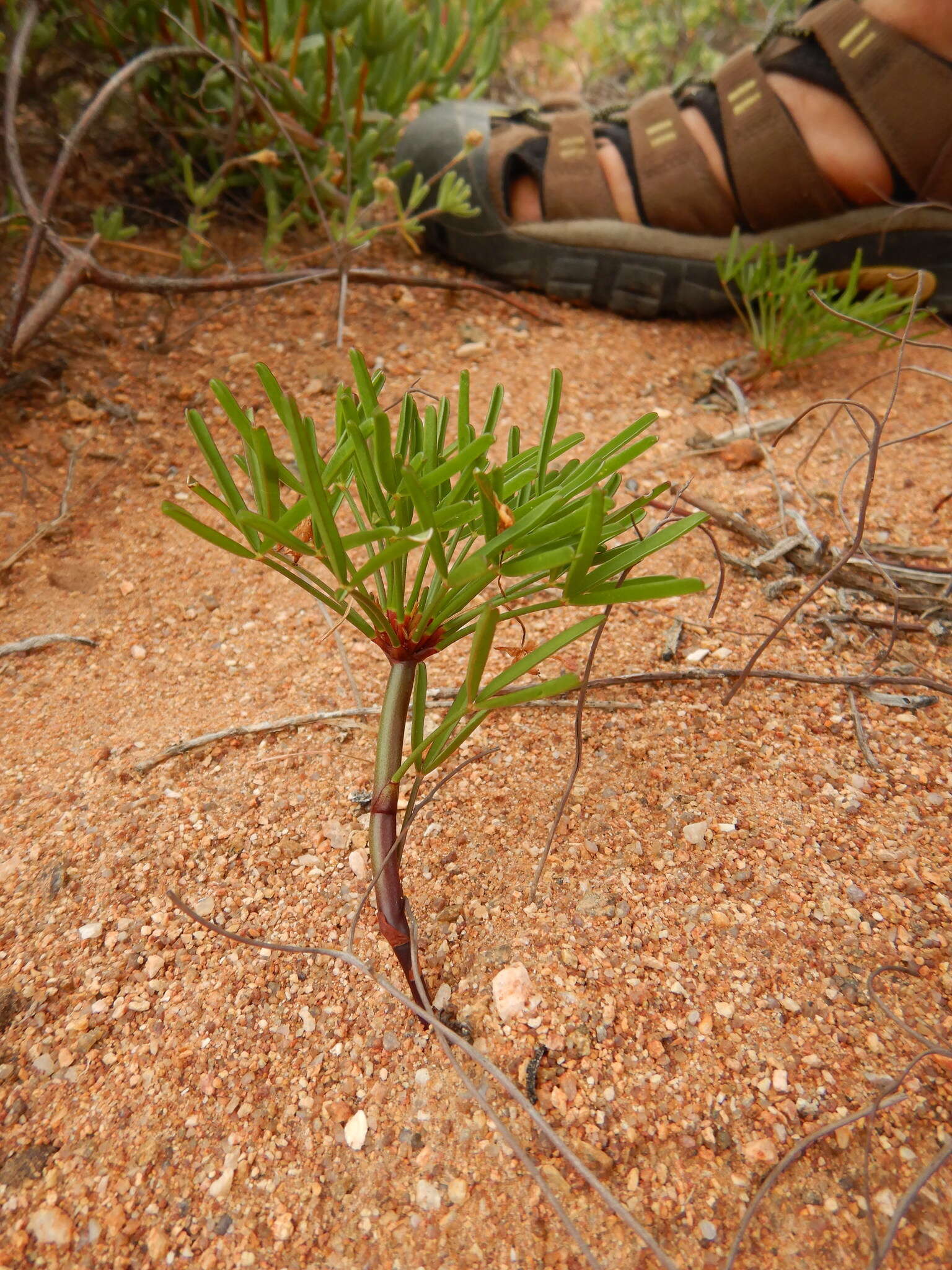 Image of Oxalis namaquana Sond.