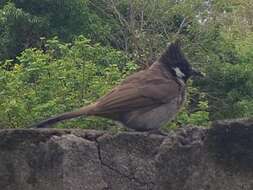 Image of Himalayan Bulbul