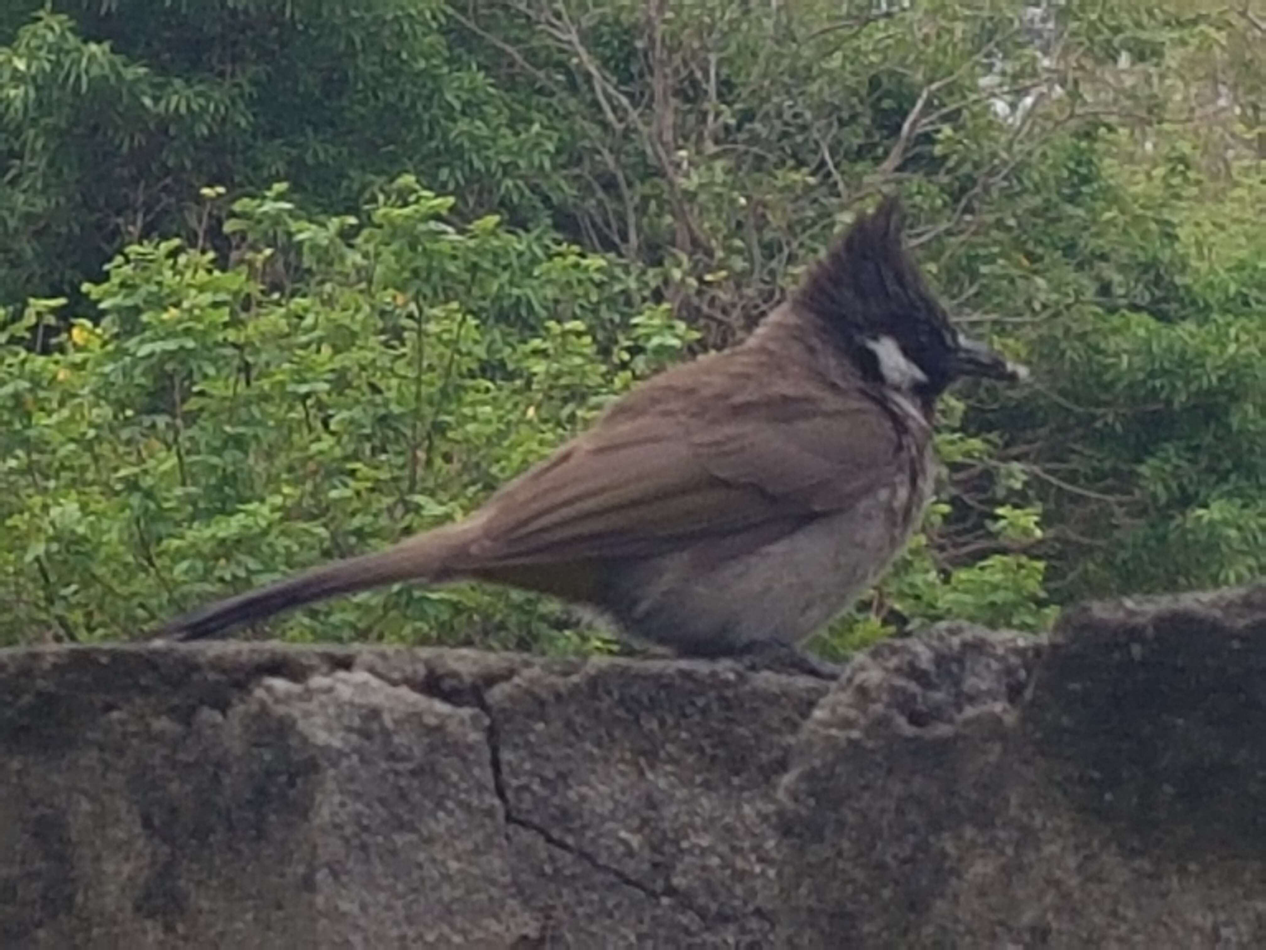 Image of Himalayan Bulbul