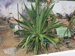 Image of Agave de-meesteriana Jacobi