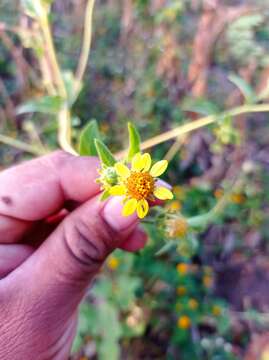 Plancia ëd Simsia foetida (Cav.) Blake