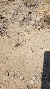 Image of Big Sand Tiger Beetle