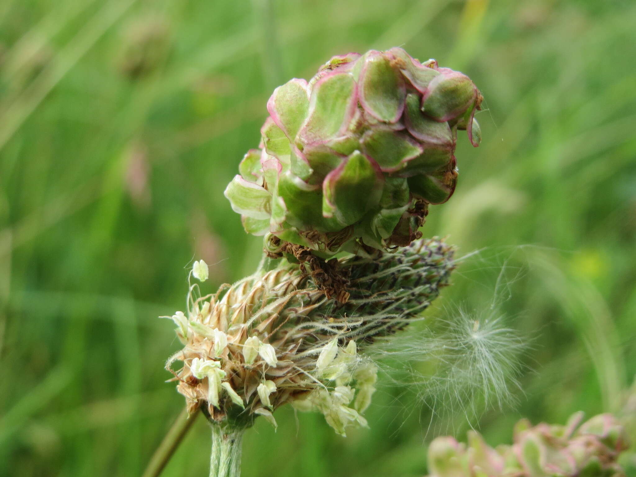 Imagem de Poterium sanguisorba L.