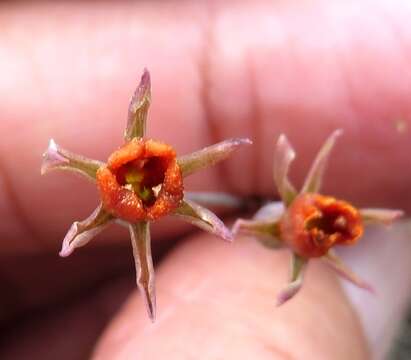 Imagem de Tulbaghia capensis L.