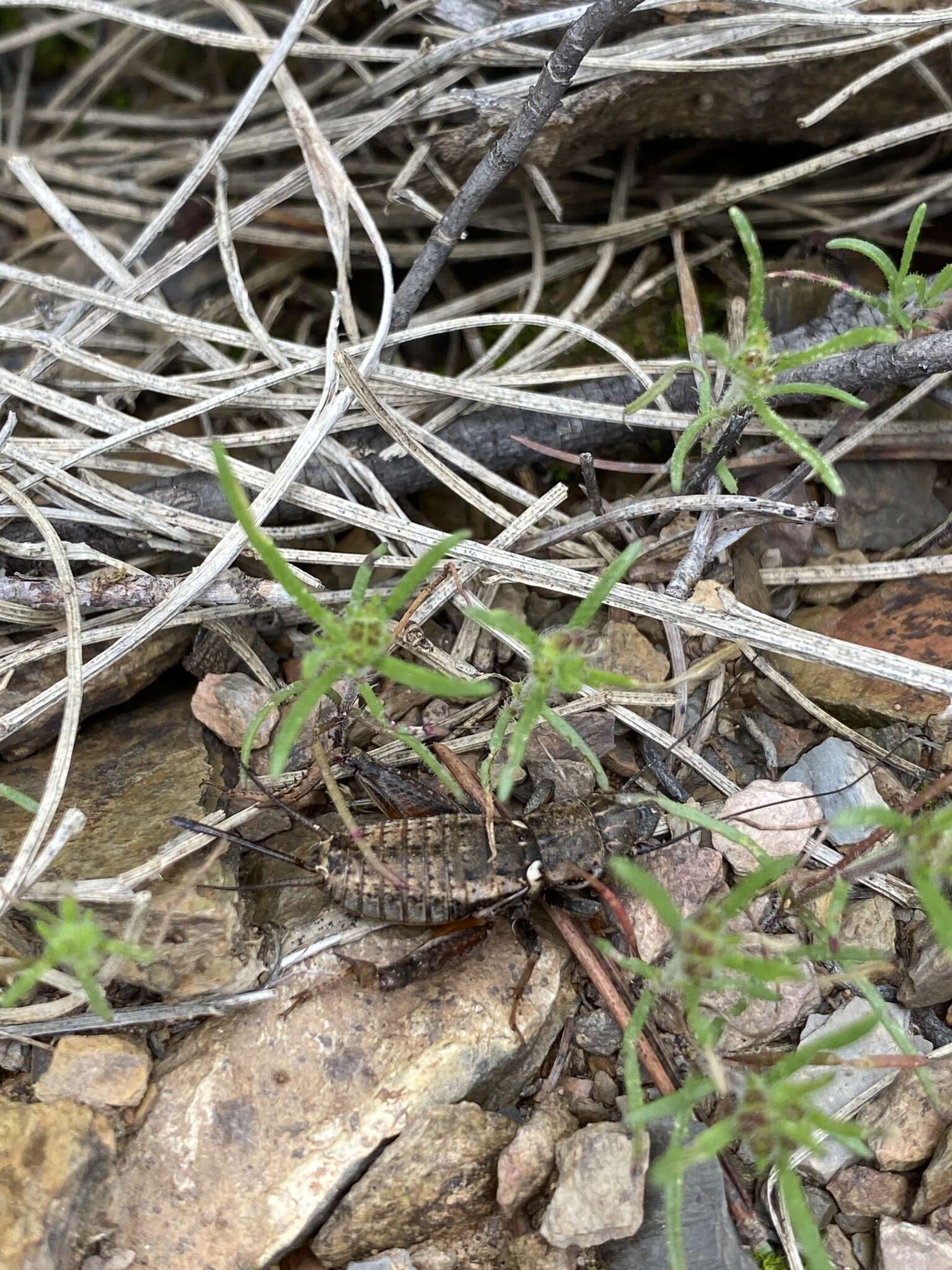 صورة Sciobia (Sciobia) lusitanica (Rambur 1838)