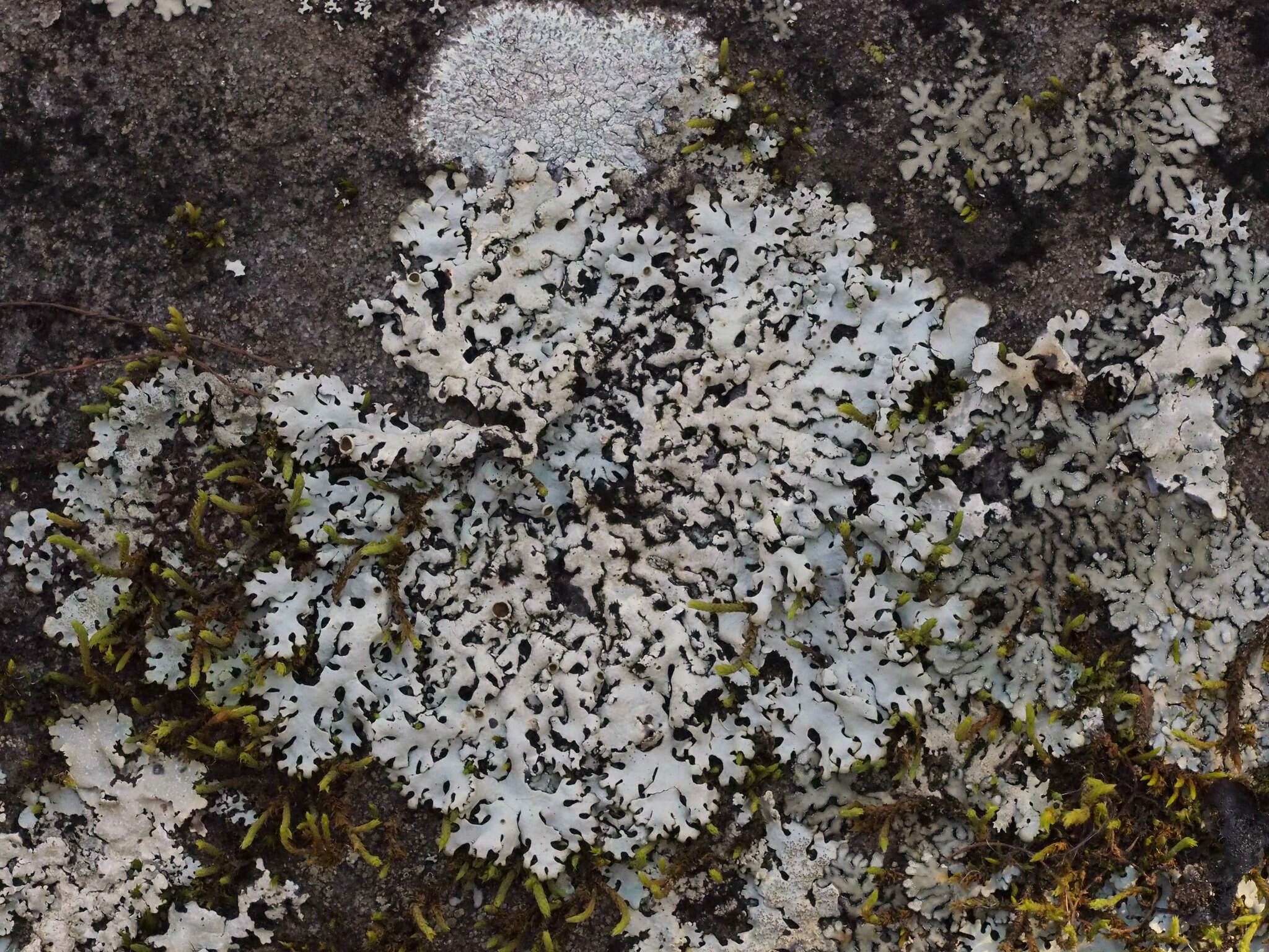 Image of hypotrachyna lichen