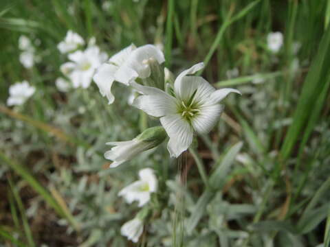 Image of field chickweed