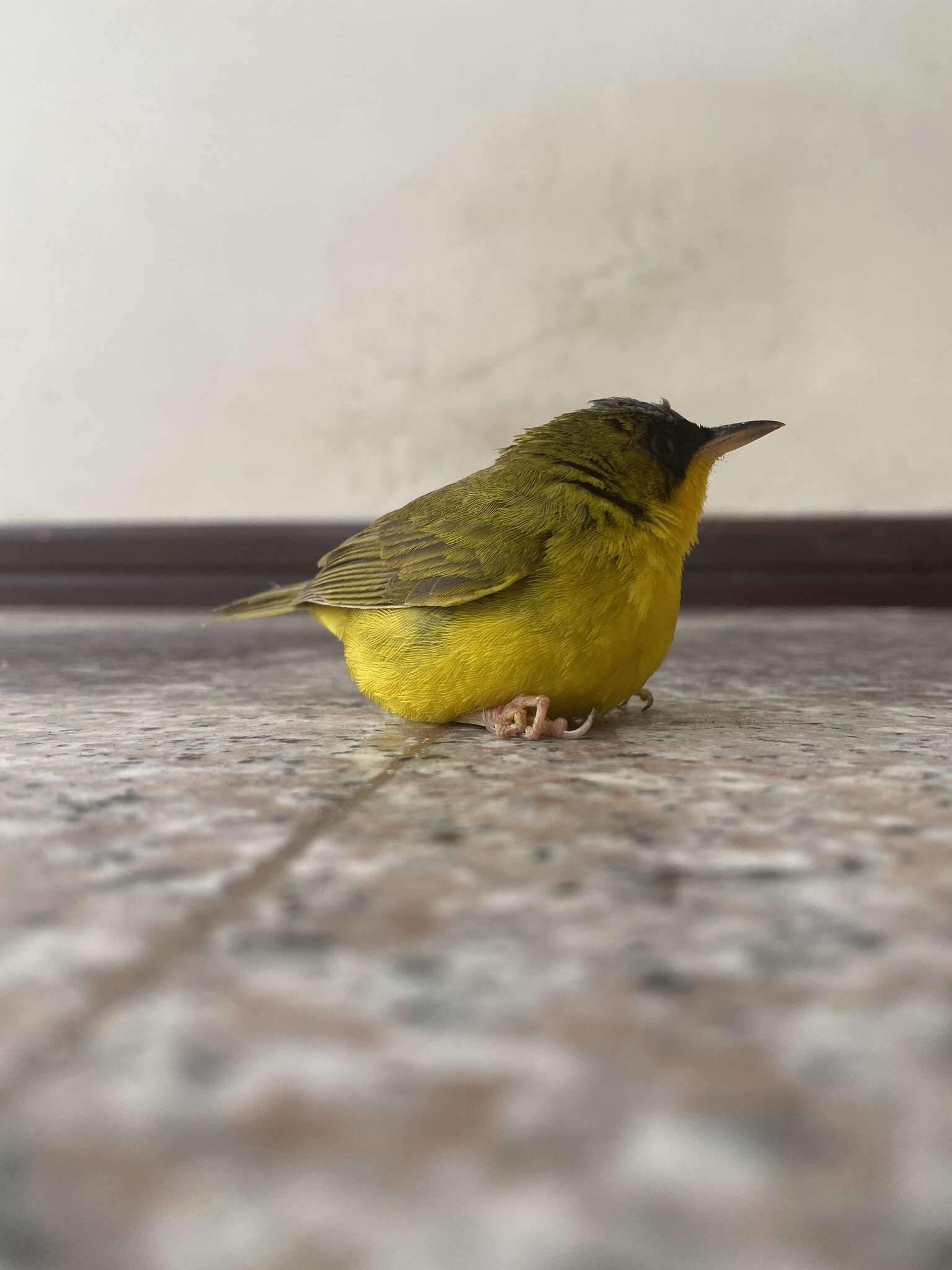 Image of Black-lored Yellowthroat