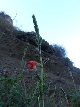 Image of Salvia tubiflora Sm.