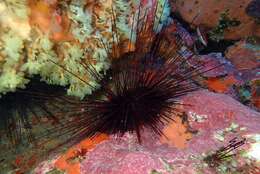 Image of long-spined urchin