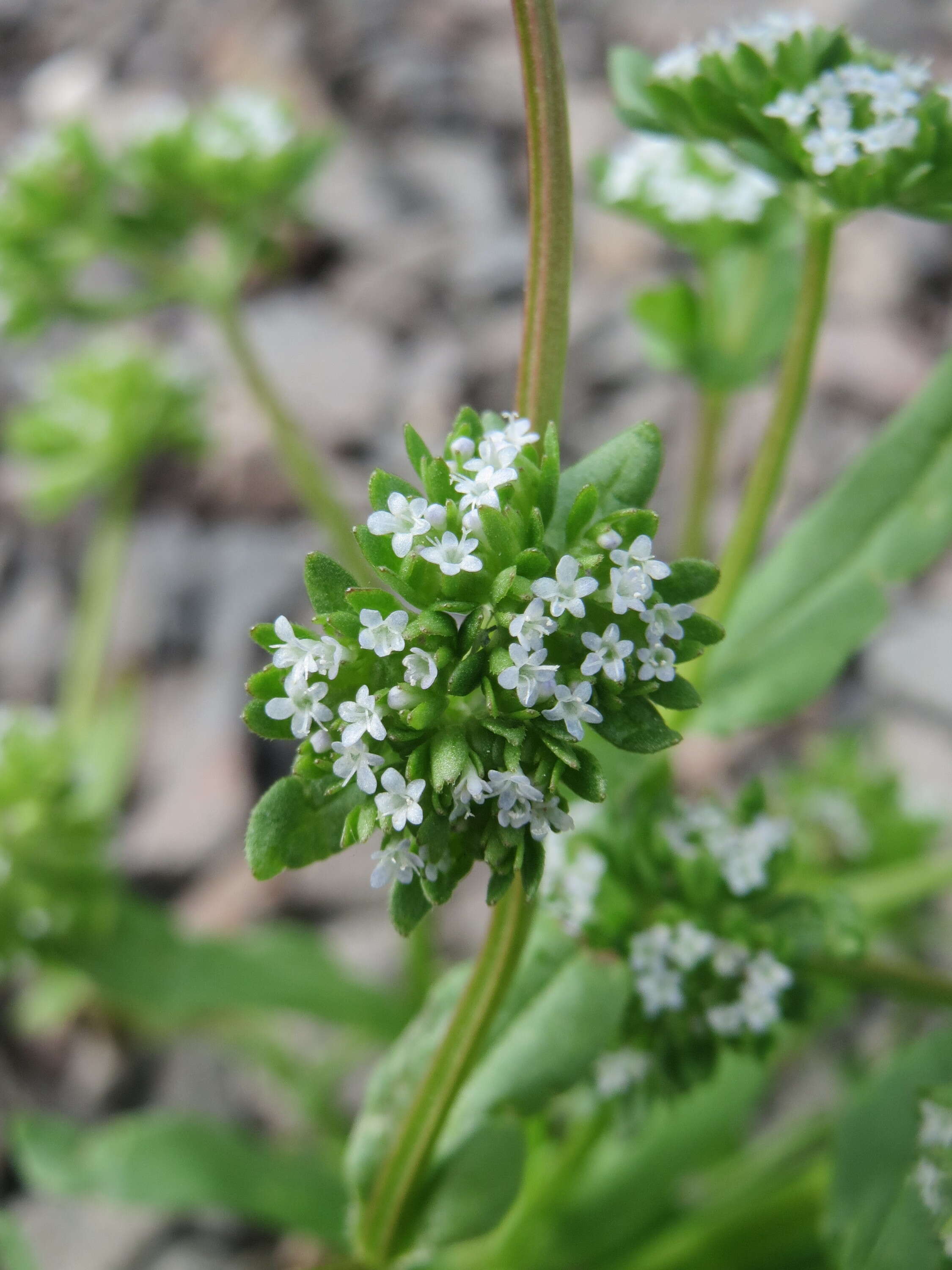 Image of Lewiston cornsalad