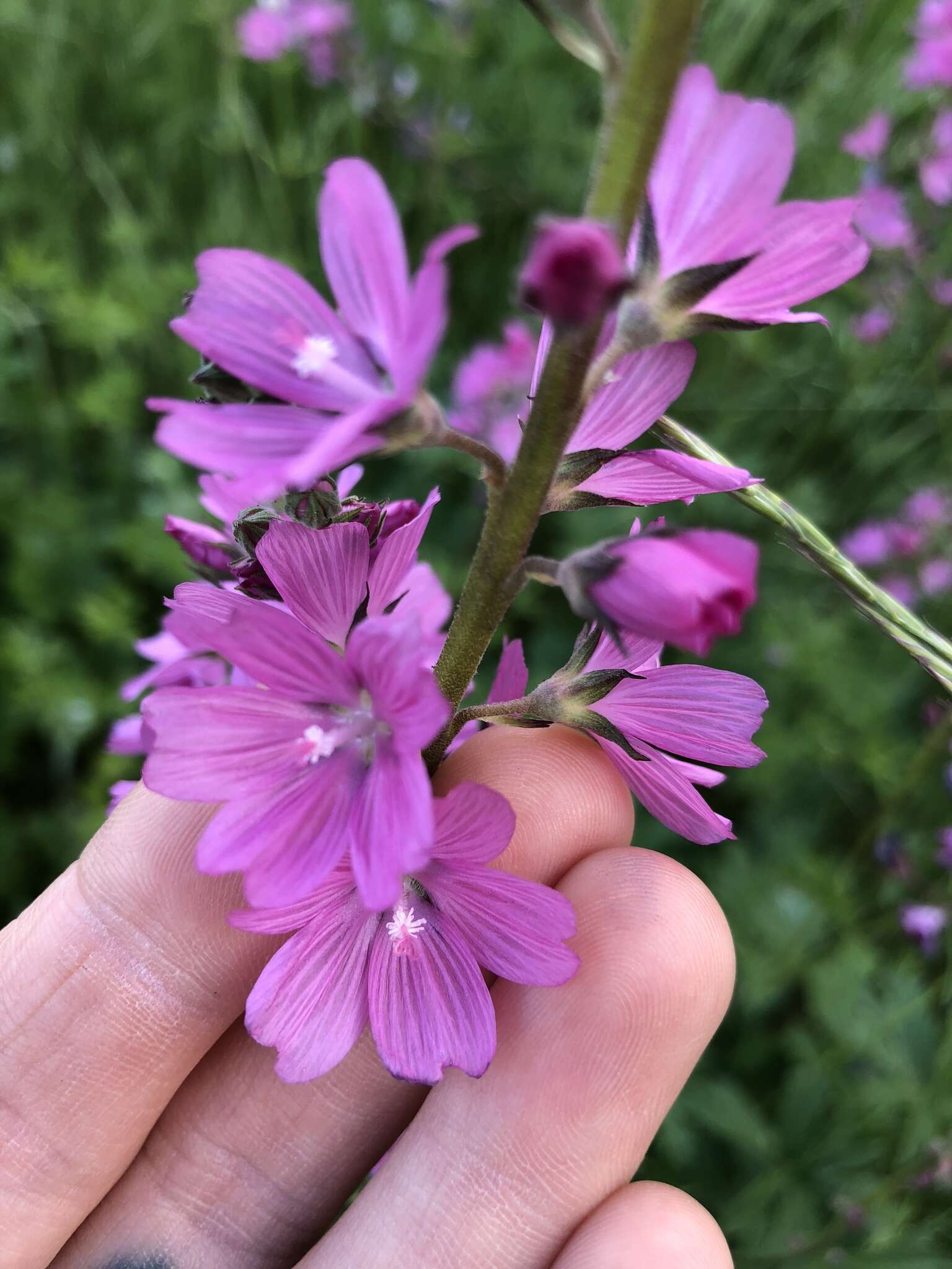 Plancia ëd Sidalcea nelsoniana Piper