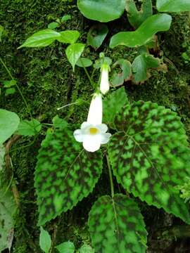 Image de Smithiantha multiflora (Martens & Galeotti) Fritsch