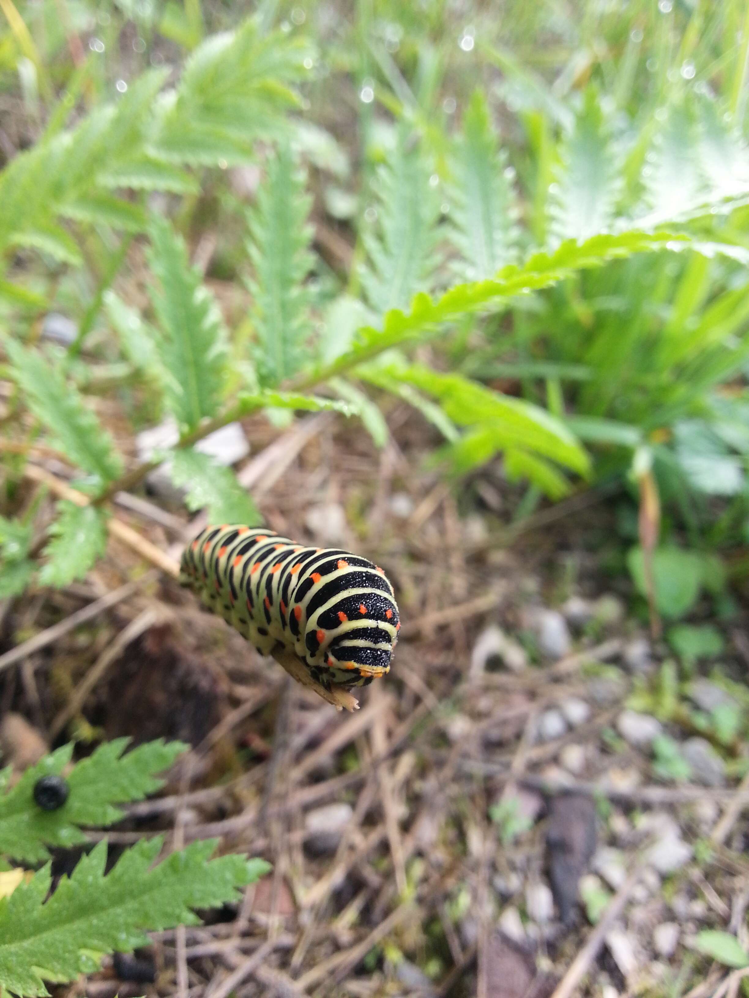 Image of Thoas Swallowtail