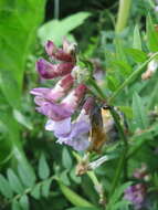 Image of bush vetch