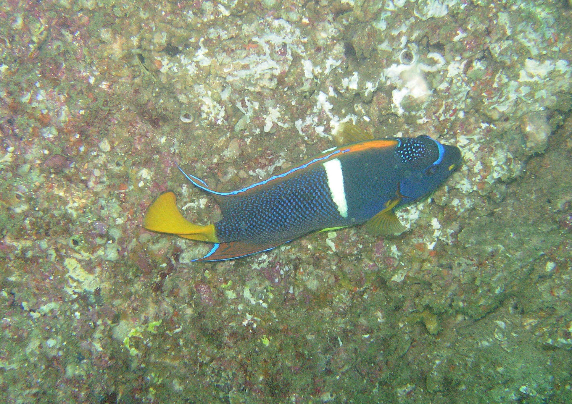 Image of King Angelfish