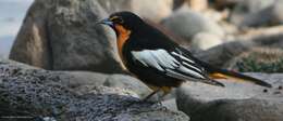 Image of Black-backed Oriole