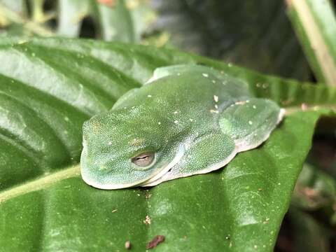 صورة Hyloscirtus palmeri (Boulenger 1908)