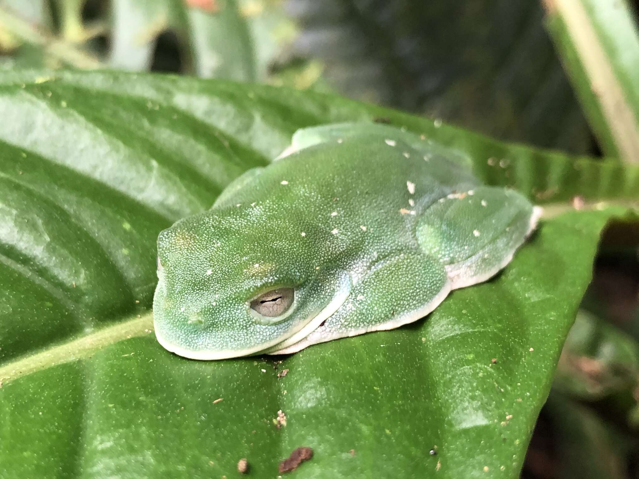 Image of Palmer's Treefrog