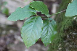 Image of Euonymus leiophloeus Stev.