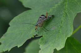 Image of common scorpionflies